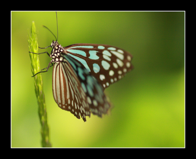LT Papillon 08